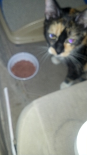 Name: 5yroldCat.jpg
Views: 1524
Size: 44.9 KB