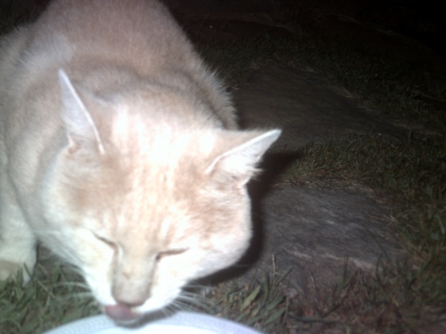 Name: BuffBoy.jpg
Views: 707
Size: 79.0 KB