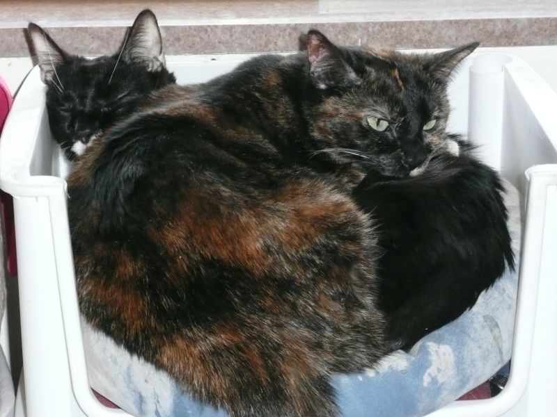 Name: SidPop52.jpg
Views: 1449
Size: 115.4 KB