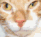 ComputerGuy's Avatar
