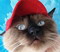 tom's Avatar