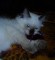 tictic's Avatar