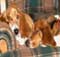 Basset Mom's Avatar