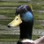 LDWP's Avatar