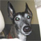 lovemygreys7's Avatar