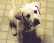 i heart dogs's Avatar