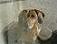 petlover4life's Avatar