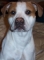Bullboxer's Avatar