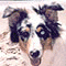 LuvinMyAussieBoy's Avatar