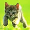 MeowMieux's Avatar