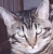 meowmieto2kitties's Avatar