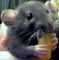 ratanist's Avatar