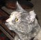 Maryon's Avatar