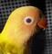 lutino's Avatar