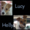 JRT_Rattie_Mom's Avatar