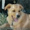 cute_pup's Avatar