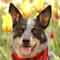 animallovernw's Avatar