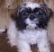 Iluvbears&Gizmo's Avatar