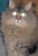 NightCougar's Avatar
