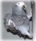 crazybirdlady's Avatar