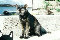 Killer Kitten's Avatar