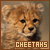 belterv's Avatar