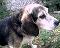 gotta_hava_dog's Avatar