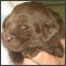 cocoalabpup's Avatar