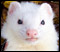 Rissa's Avatar