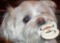 chocolatecoffee's Avatar