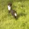 oregoncoastcritters's Avatar