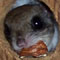 MoonsongTX's Avatar