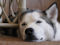 polarpooch's Avatar