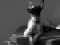 toyfoxterrierowner's Avatar