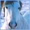 iluvhorselots's Avatar