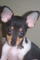 _I_Love_My_Pets's Avatar