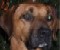 ridgebackpitmix's Avatar