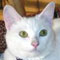 AbbyCat's Avatar