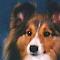 sheltieluver's Avatar