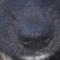 ellabella's Avatar