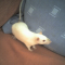 blisterkiss's Avatar