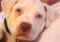 mindbodyandpaw's Avatar