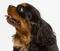 Mycavyangels's Avatar