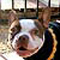 BentleyNiko's Avatar