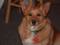 CorgiLuver123's Avatar