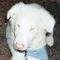 GabrielDeafBlindPupFamily's Avatar