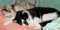 Ihave2cats's Avatar