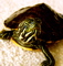 Tenodera's Avatar