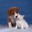 Cats&Dogs's Avatar