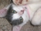 BellaBella's Avatar